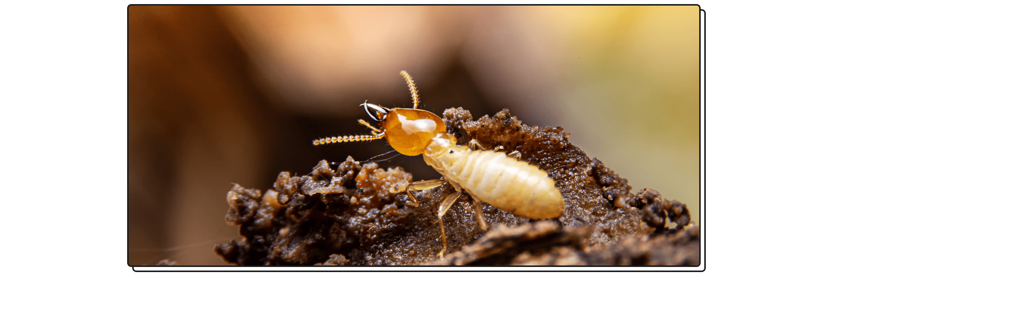 迅速対応！！神奈川県地元を熟知した職人の技で解決